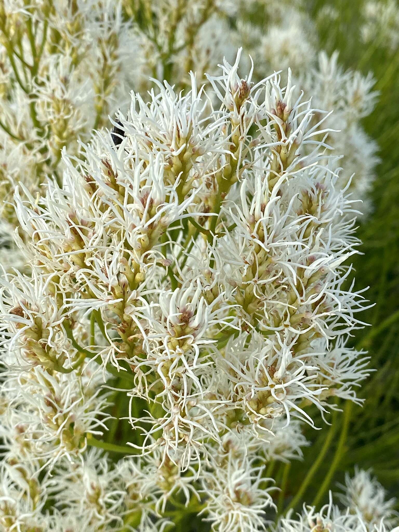 Sivun Conospermum teretifolium R. Br. kuva