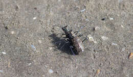 Image of Cicindela (Cicindelidia) trifasciata ascendens Le Conte 1851