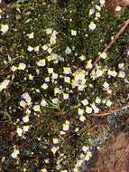 Image of Utricularia bisquamata Schrank