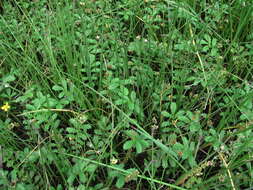 Image of Pacific silverweed