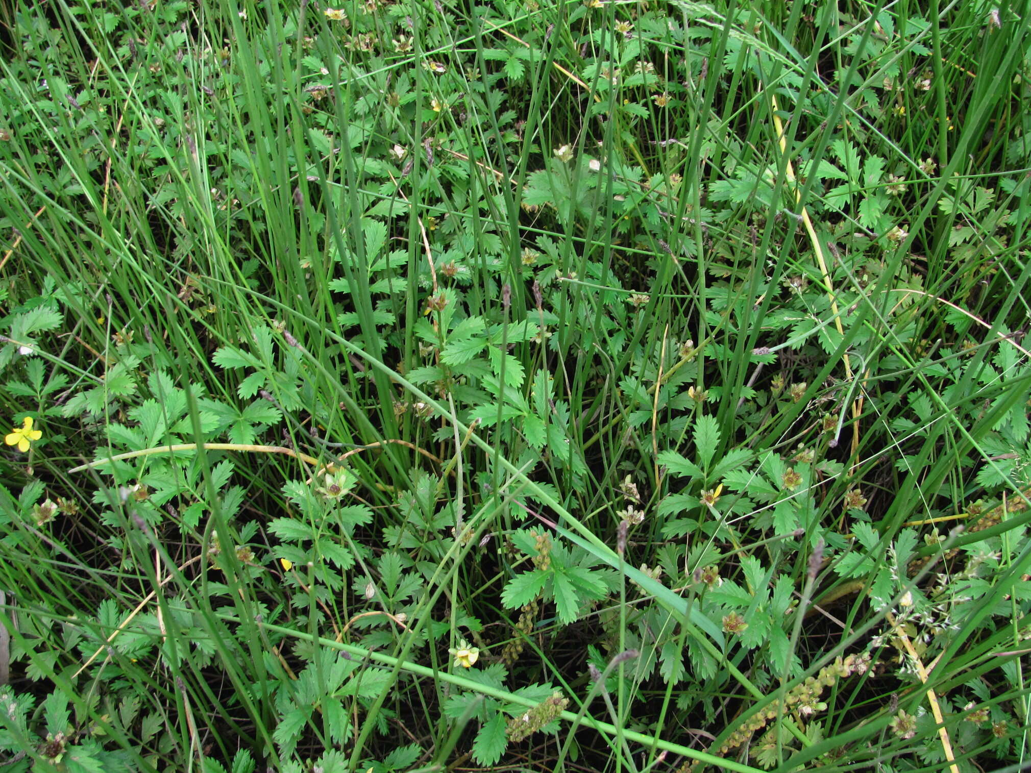 Image of Pacific silverweed