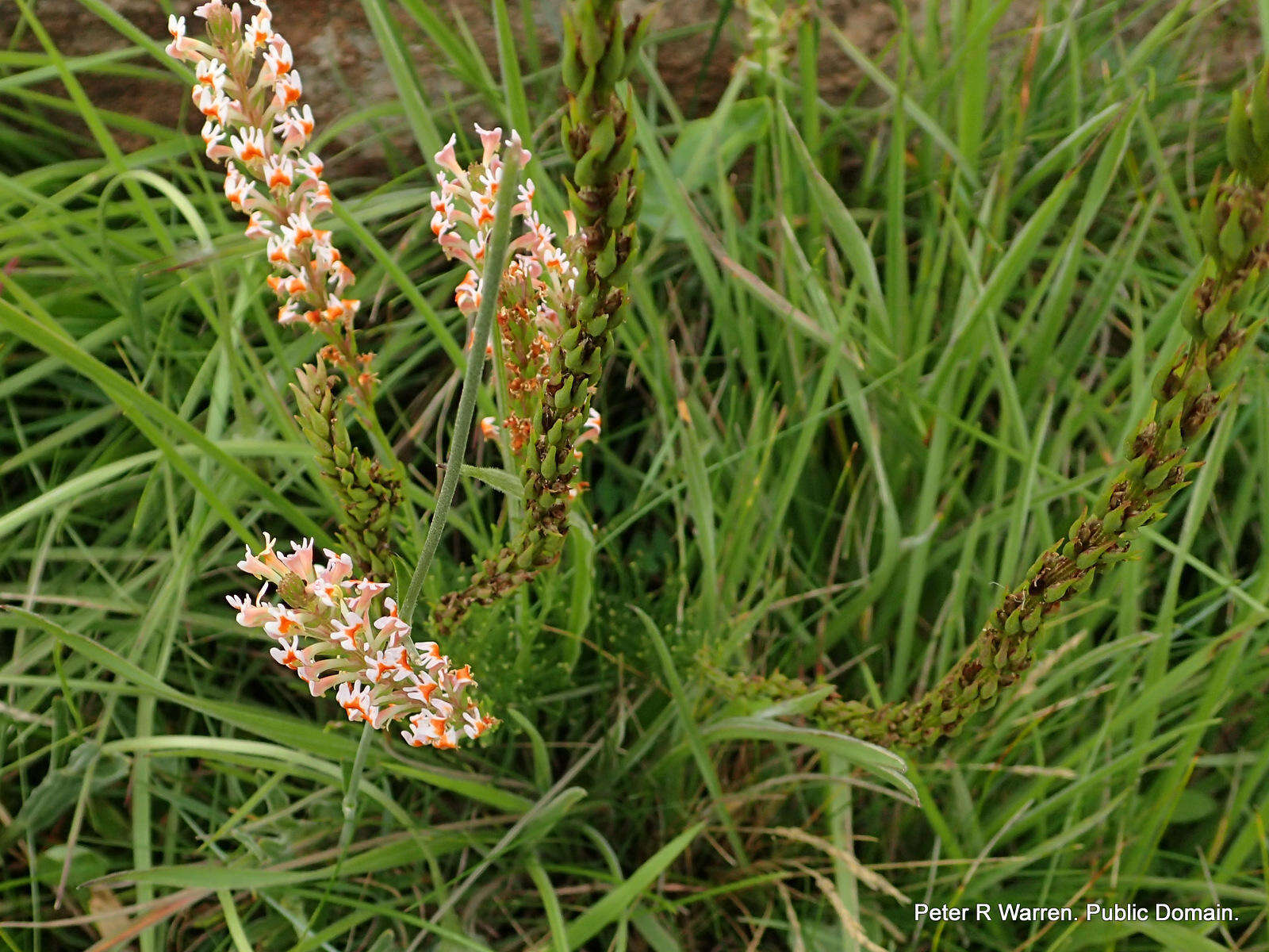 Image de Hebenstretia dura Choisy