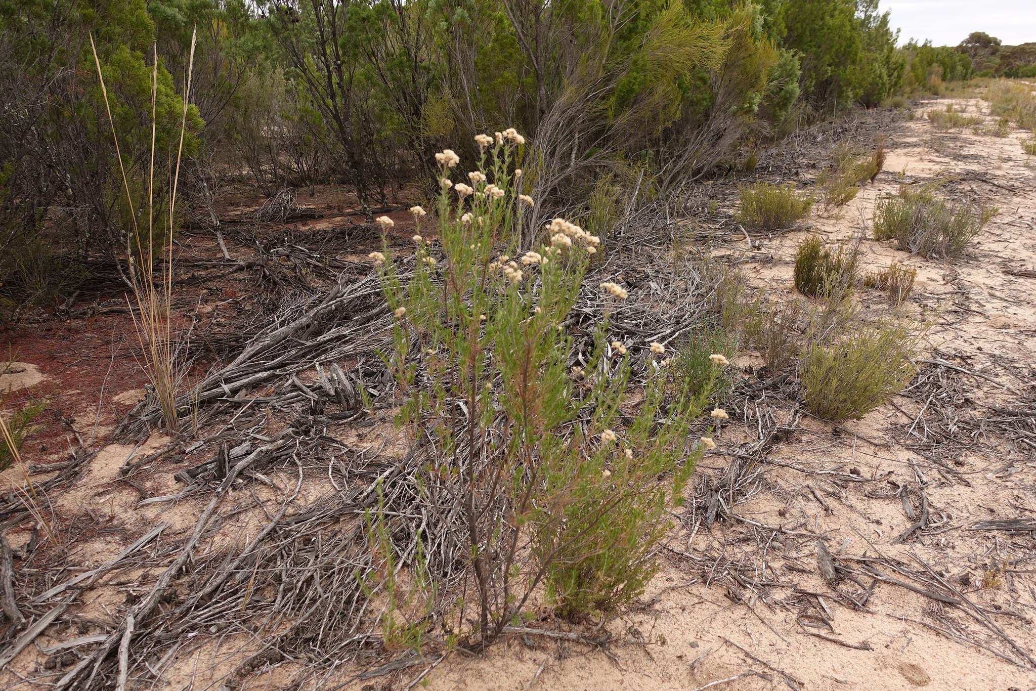 Image of <i>Cassinia complanata</i>