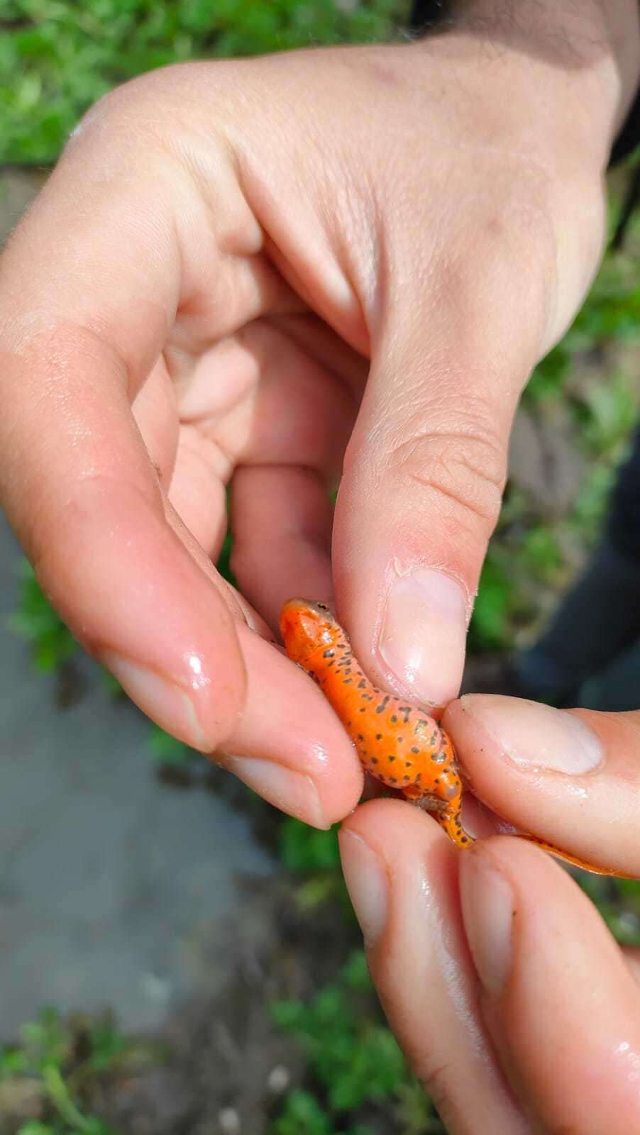 Image of Italian Newt