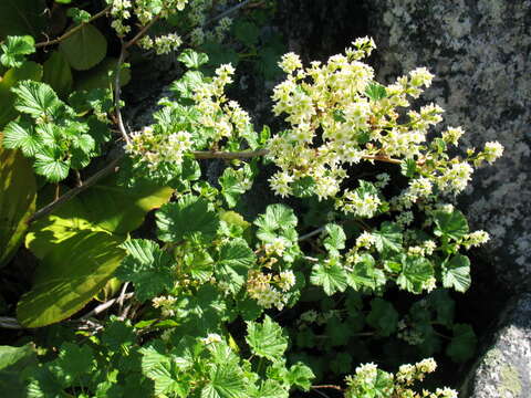 Image of Ribes fragrans Pall.