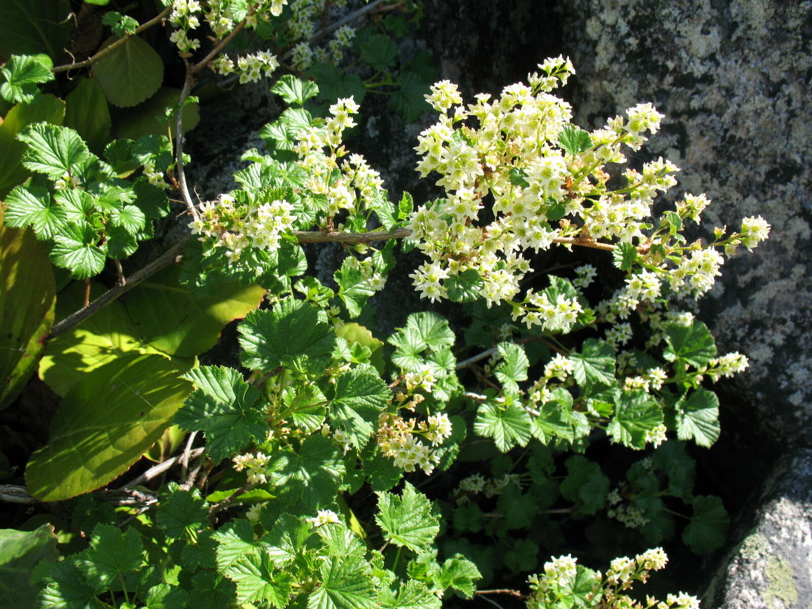 Image of Ribes fragrans Pall.