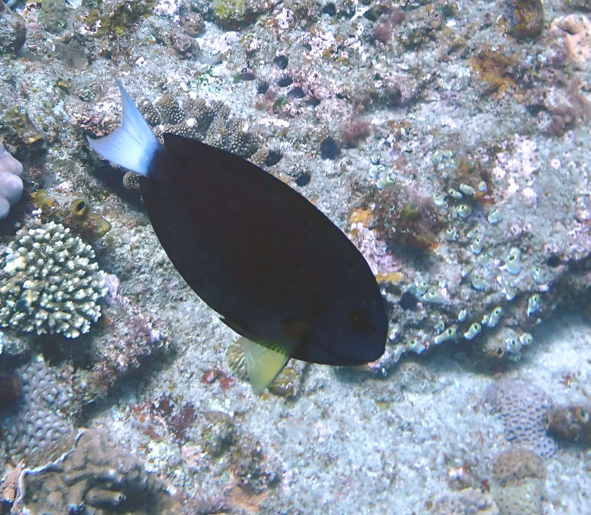 Image of Chocolate Surgeonfish