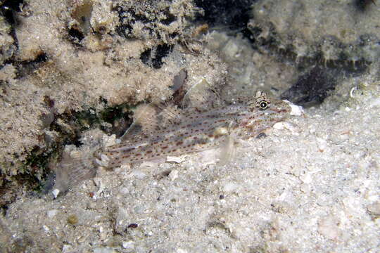 Image of African fusegoby