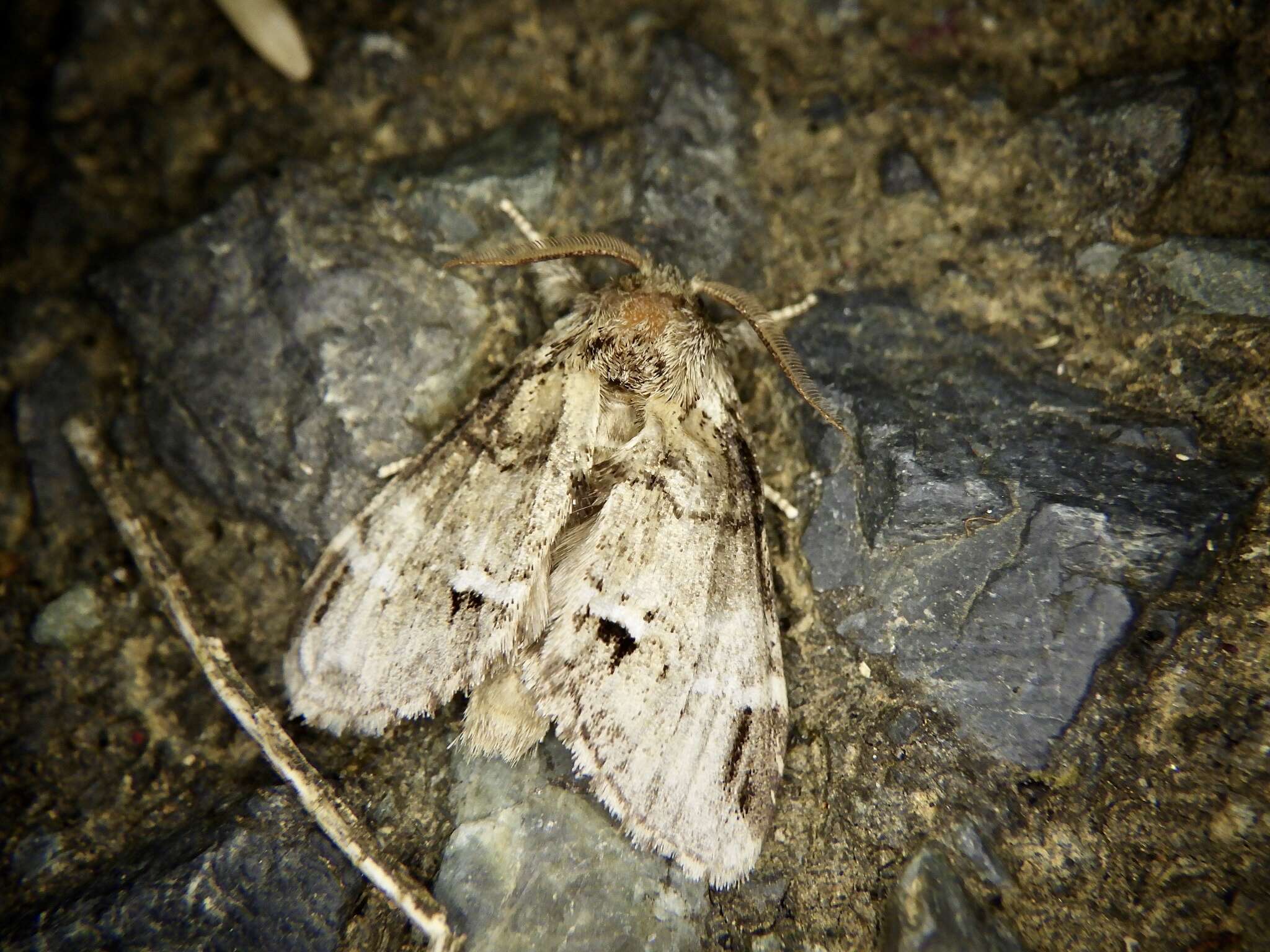 Слика од Drymonia japonica Wileman 1911