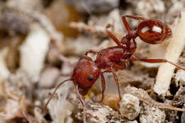 Слика од Pogonomyrmex subdentatus Mayr 1870