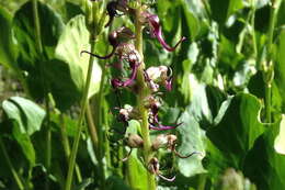 Image of elephanthead lousewort