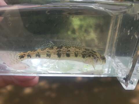 Image of Cumberland snubnose darter