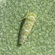 Image of Ligurian Leafhopper