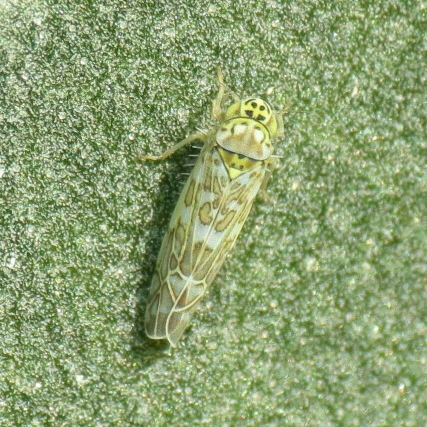 Image of Ligurian Leafhopper