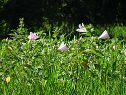 Hibiscus grandiflorus Michx.的圖片