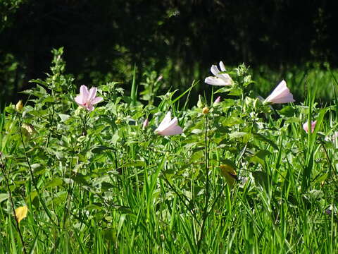 Hibiscus grandiflorus Michx.的圖片