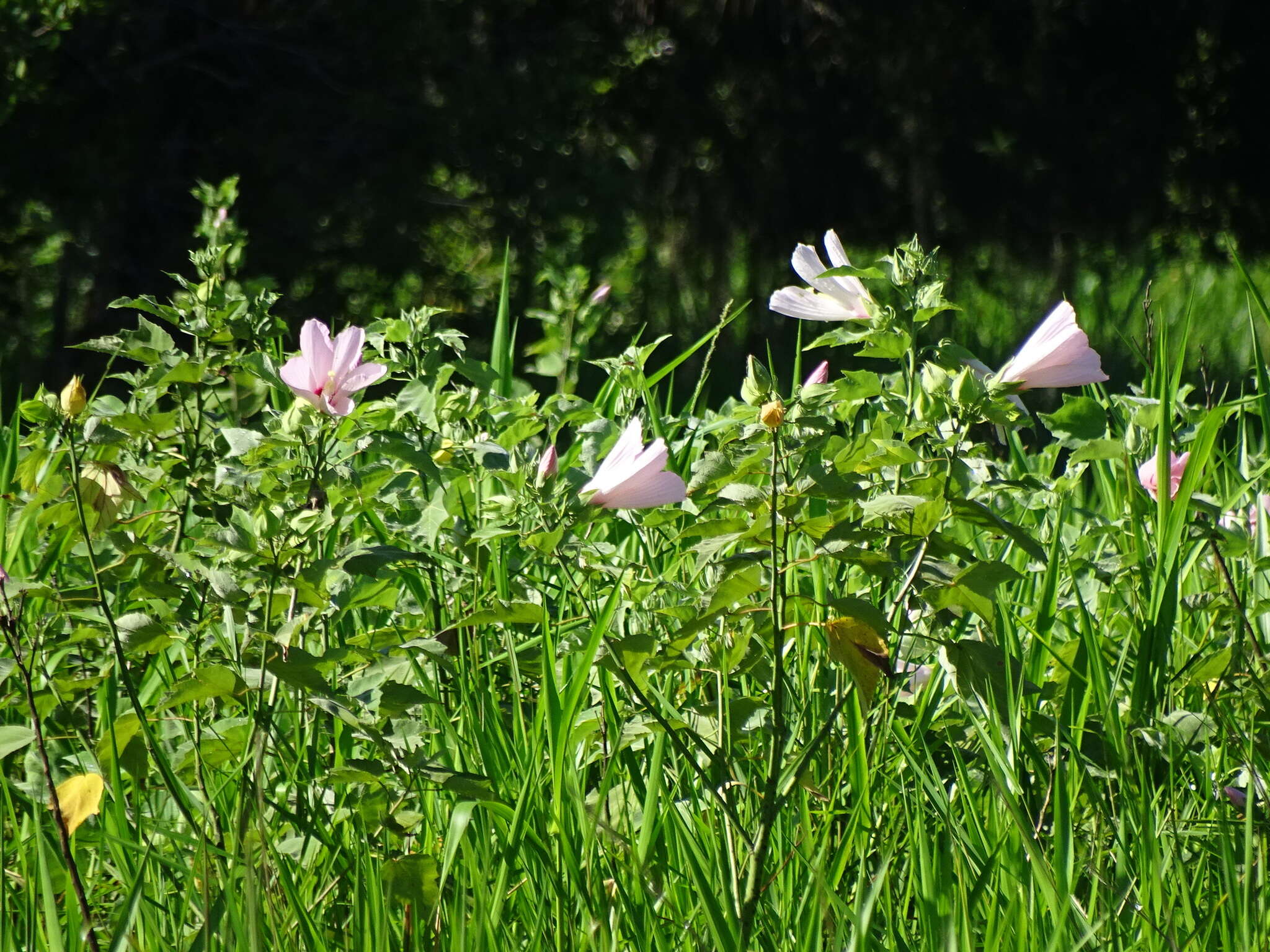 Hibiscus grandiflorus Michx.的圖片