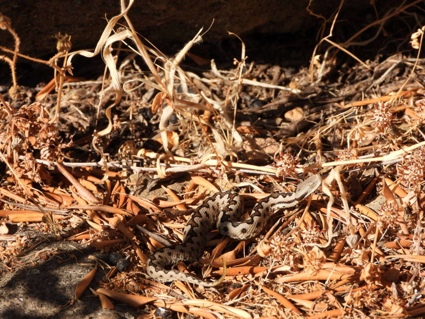 Image of Vipera latastei gaditana Saint Girons 1977