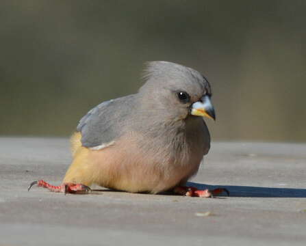 Image of White-backed Mousebird