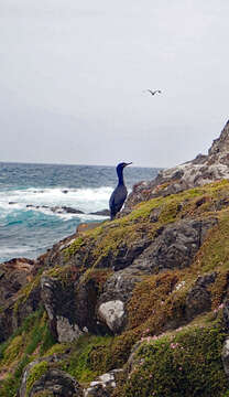 Plancia ëd Phalacrocorax featherstoni Buller 1873