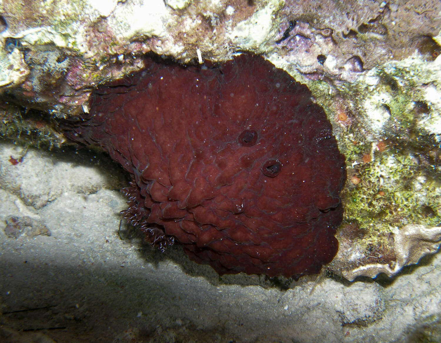 Asteronotus hepaticus (Abraham 1877) resmi