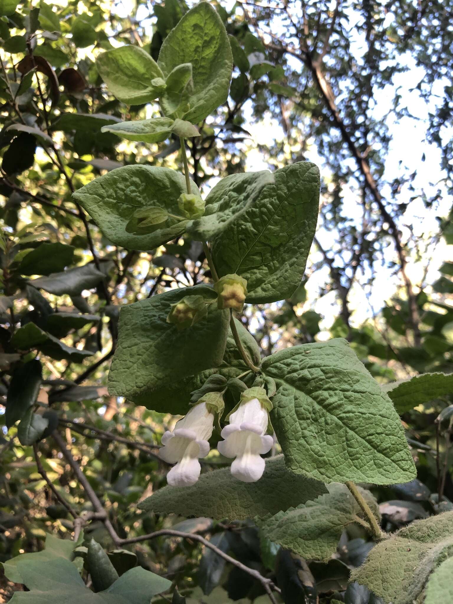 Image of Ross' pitcher sage