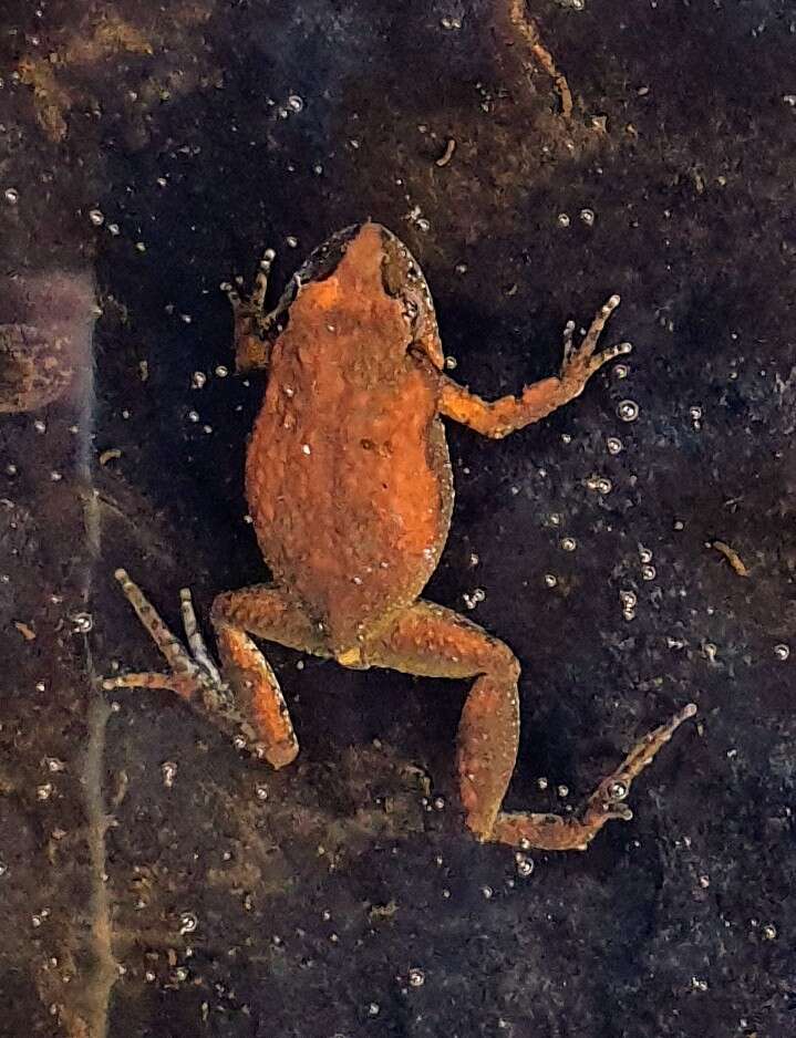 Image of Northern Flinders Ranges froglet