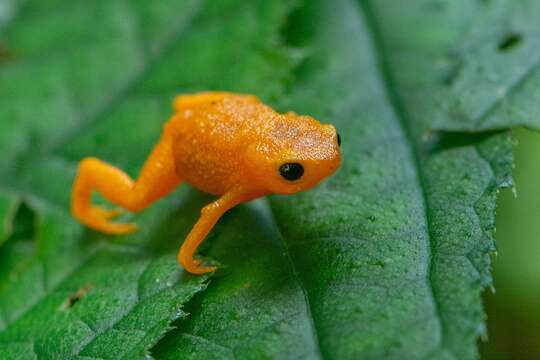 Image of Saddleback toad