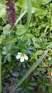 Image of Ludwigia adscendens (L.) Hara