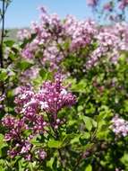 Image of Syringa pubescens subsp. pubescens