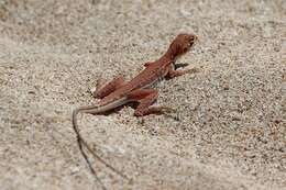 Image of Long-tailed Sand-dragon