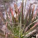 Sivun Aloe belitsakensis Rakotoaris. kuva