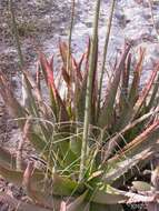 Image of Aloe belitsakensis Rakotoaris.