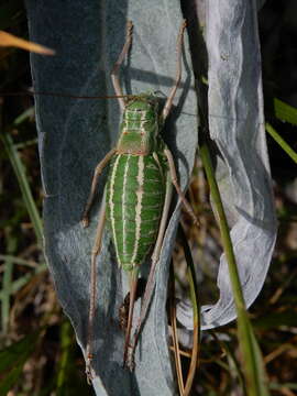 Image of Ephippiger ruffoi Galvagni 1955