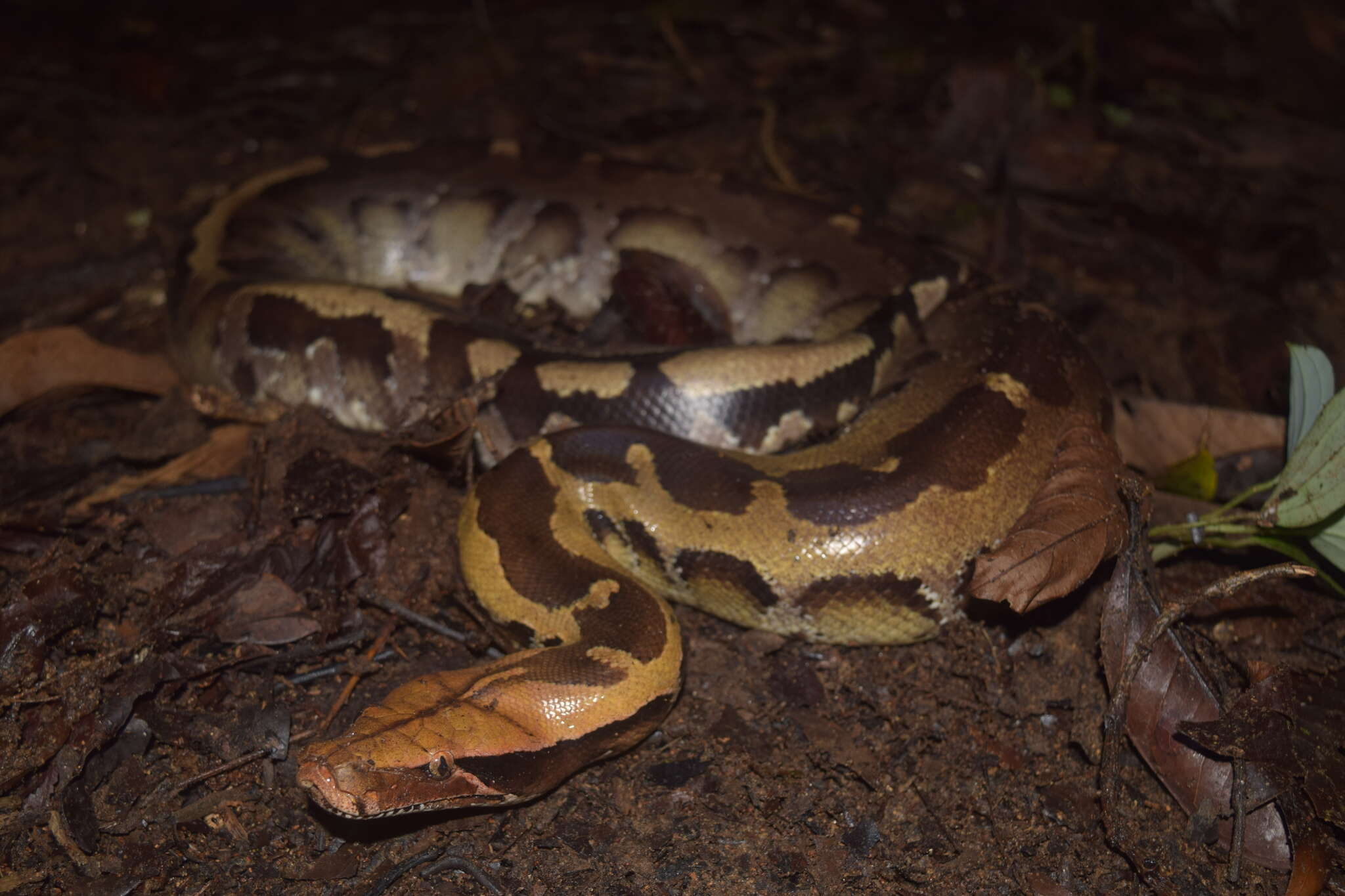 Image of Bornean Short-tailed Python