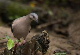 Image of Gray Fronted Dove