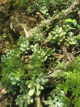 Image of Sedum allantoides Rose