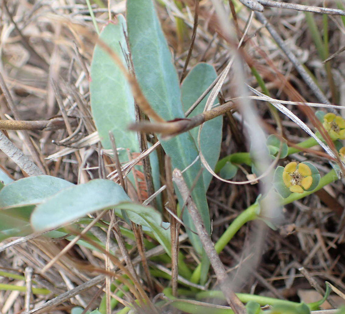 Sivun Euphorbia silenifolia (Haw.) Sweet kuva