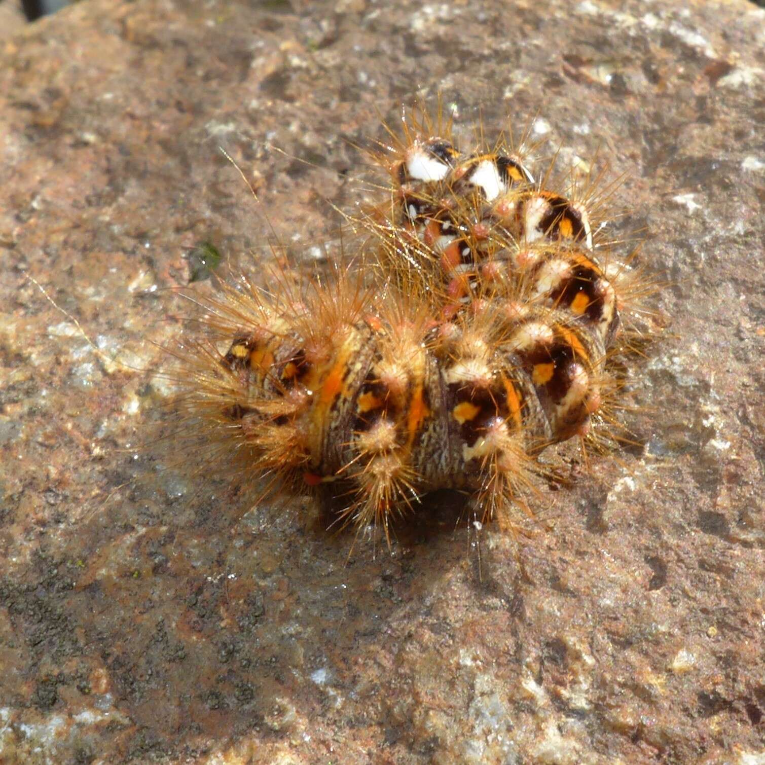 Image of knot grass