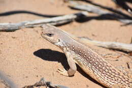 Image of Dipsosaurus dorsalis dorsalis (Baird & Girard 1852)