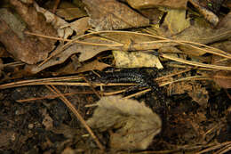 Image of Plethodon kiamichi Highton ex Highton, Maha & Maxson 1989