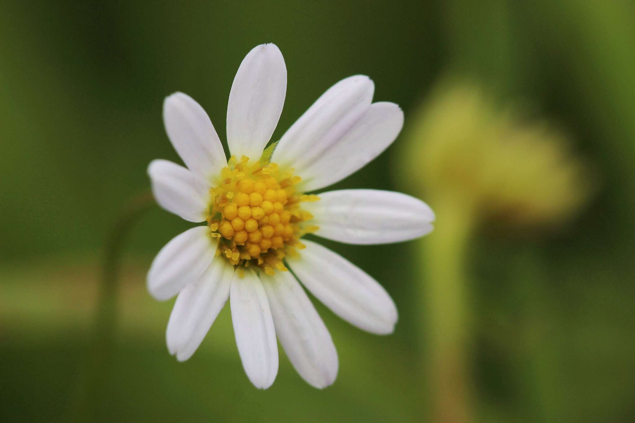 Image of western daisy