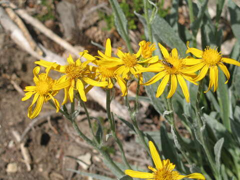 Image of rocky ragwort