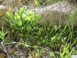 Image de Claytonia parviflora subsp. utahensis (Rydberg) John M. Miller & K. L. Chambers