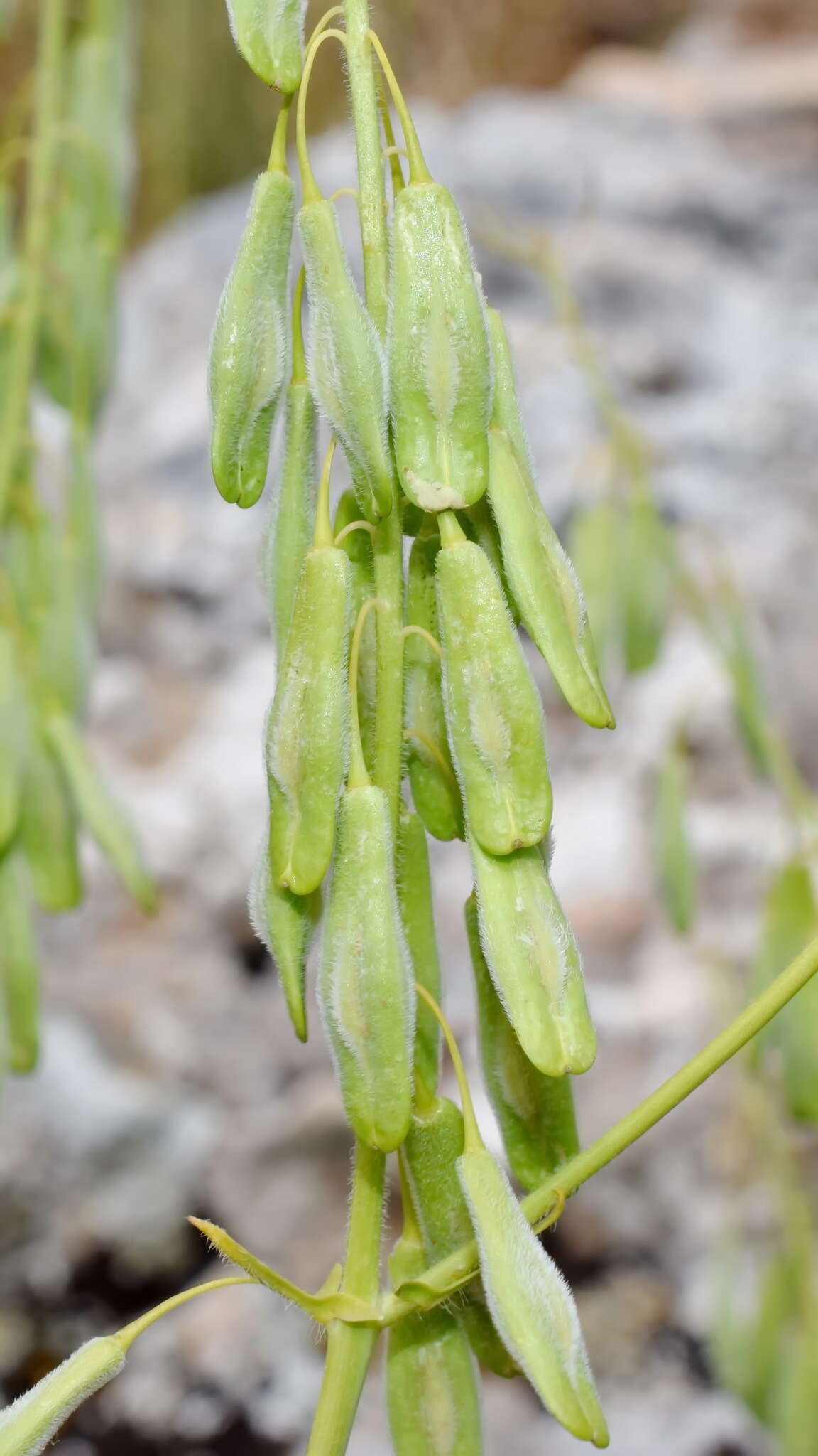 Image of Isatis tomentella Boiss. & Balansa