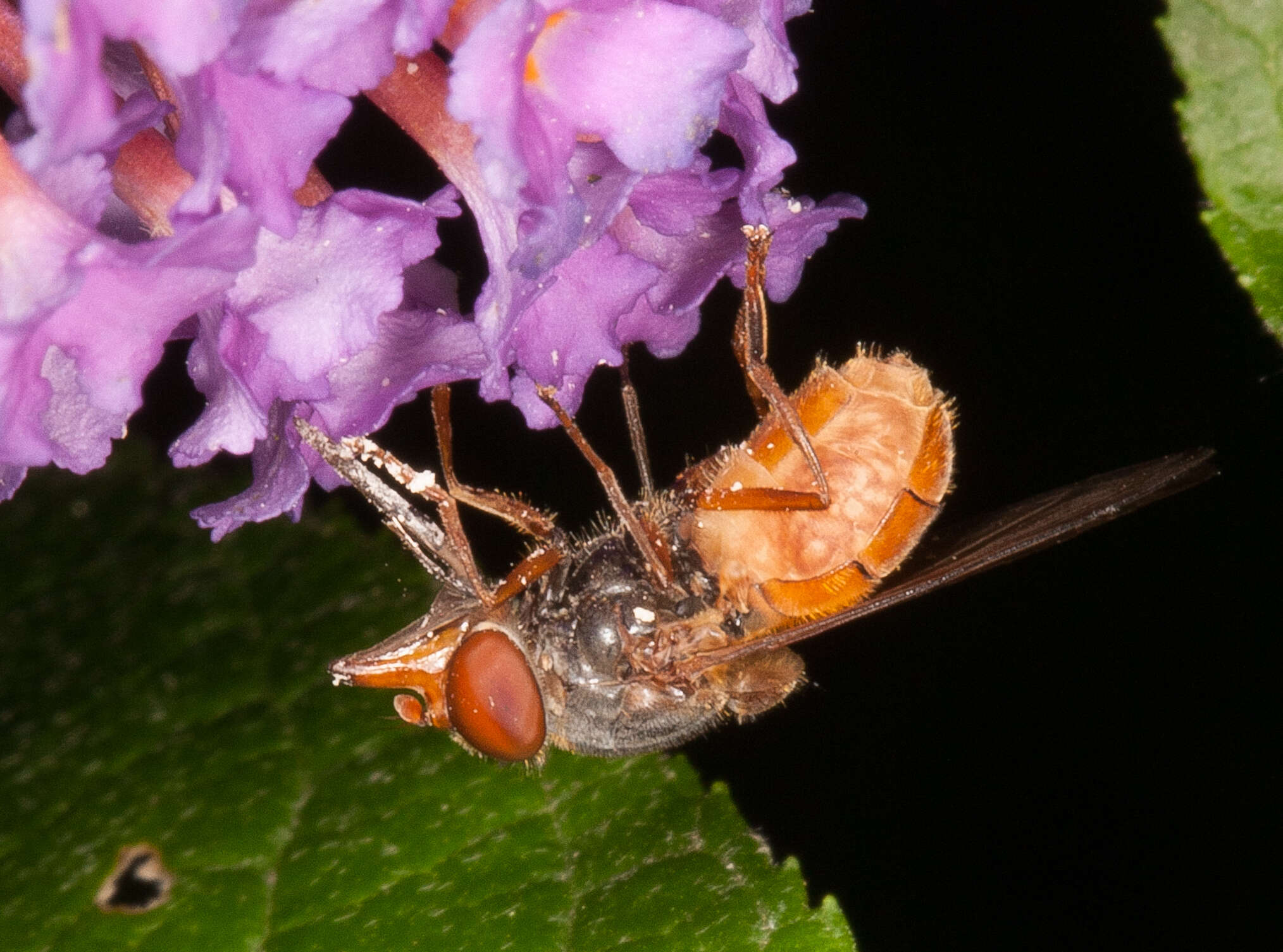 Image of Rhingia rostrata (Linnaeus 1758)