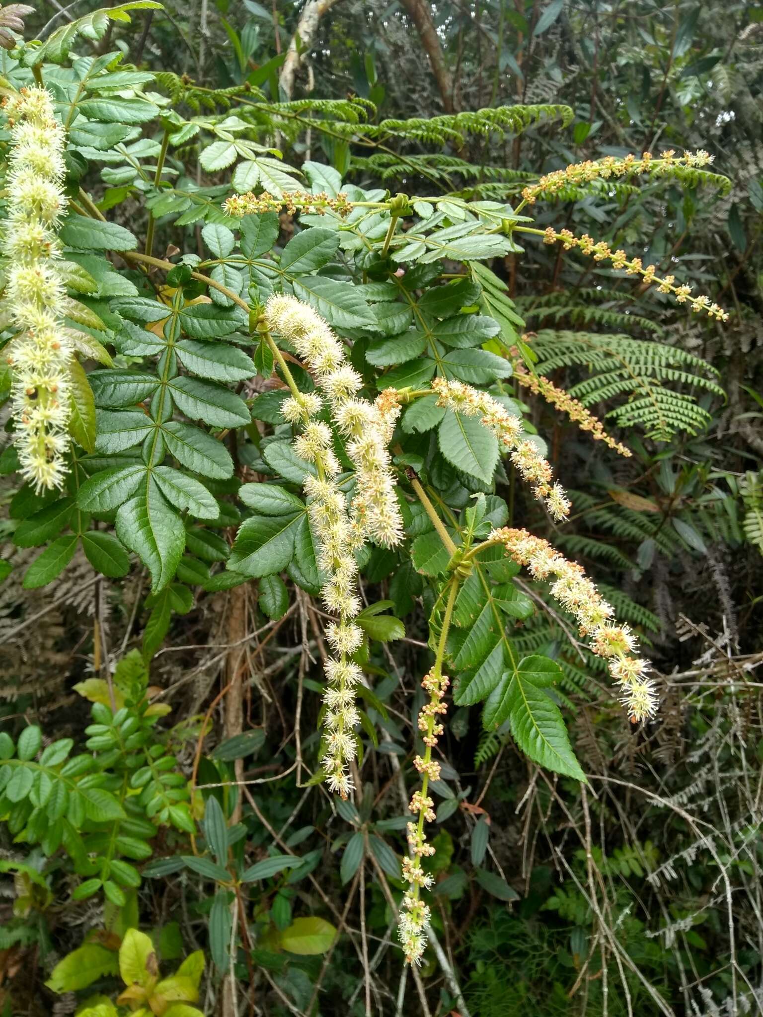 Image of Weinmannia pubescens Kunth