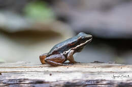 Image of Talamanca Rocket Frog
