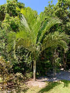 Image of Dypsis saintelucei Beentje