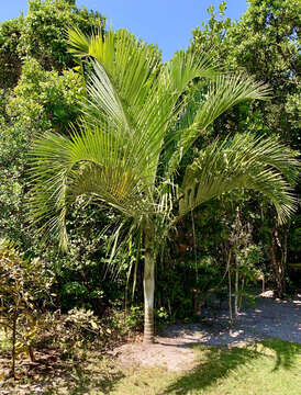 Image of Dypsis saintelucei Beentje